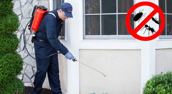 Payamlı Uçan Haşere İlaçlama böcek ilaçlama ve haşere kontrolü — ilaclama-tr.com